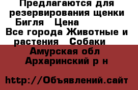 Предлагаются для резервирования щенки Бигля › Цена ­ 40 000 - Все города Животные и растения » Собаки   . Амурская обл.,Архаринский р-н